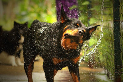 Dog shaking water on field