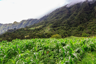 Scenic view of field against sky