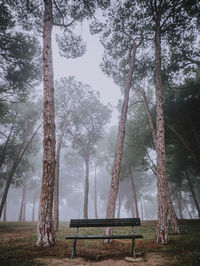 Empty bench by trees in forest