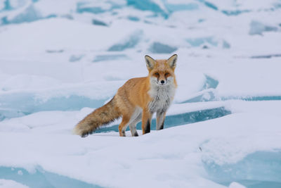 Fox on snow covered field