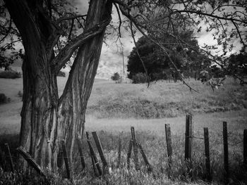 Bare trees on grassy field