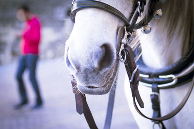 Close-up of a horse