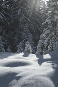 Snow covered trees by mountain