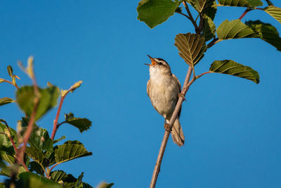 Low angle view of bird perching on branch against blue sky