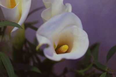 Close-up of yellow flowers