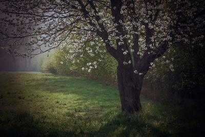 Trees on field in forest