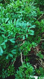 Close-up of plants