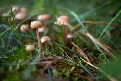 Mushrooms hiding in the grass