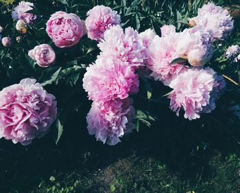 Close-up of pink flowers