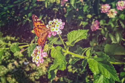 Close-up of butterfly on purple flowering plant