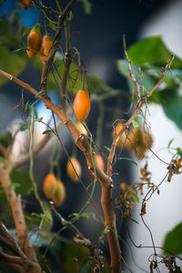 Close-up of fruits growing on tree