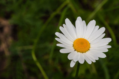 Close-up of white daisy