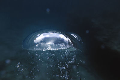 Close-up of bubbles swimming in sea