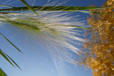 Low angle view of dandelion against sky