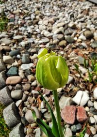 Close-up of green rose bud