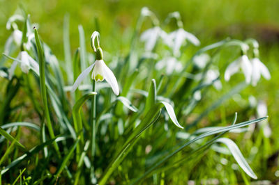 Close-up of white flower on field