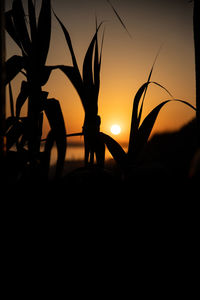 Close-up of silhouette plants against sky during sunset