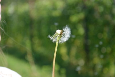 Close-up of dandelion against blurred background