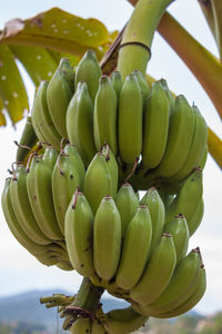 Low angle view of bananas against sky