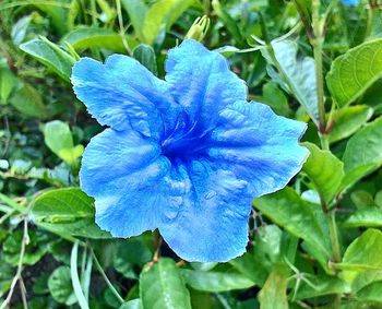 Close-up of blue flower blooming outdoors