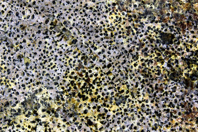 Full frame shot of snake