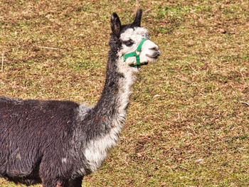 View of a alpaca on field