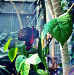 Close-up of butterfly perching on plant