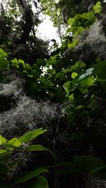 Close-up of plants