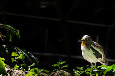 Close-up of bird perching on a plant