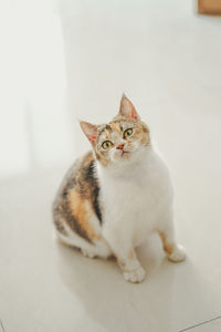 Close-up of cat sitting on floor