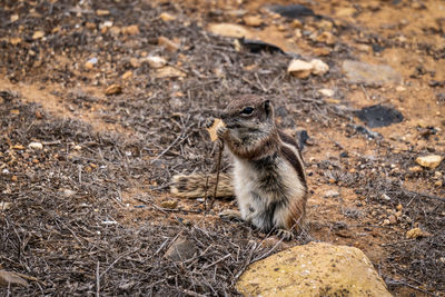 Close-up of squirrel on field