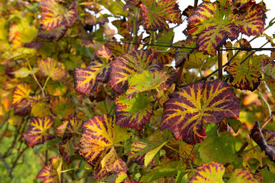 Close-up of fresh autumn leaves on tree