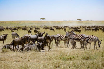 Horses on zebra against clear sky