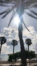 Low angle view of palm trees against bright sun