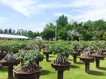 View of potted plants on table in park