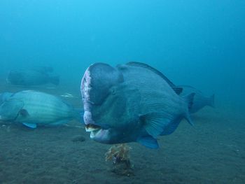 Fish swimming in sea