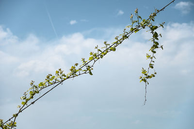 Low angle view of flowering plant against sky