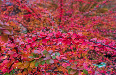 Close-up of pink flowering tree during autumn