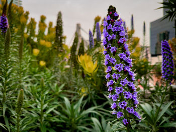 Close-up of purple flowering plants on field