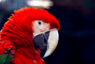 Close-up of parrot