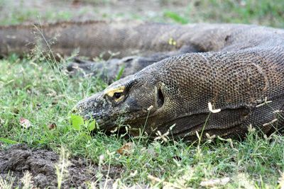 Close-up of lizard on field