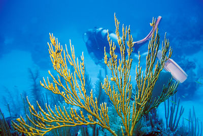 Close-up of plant in sea against blue sky