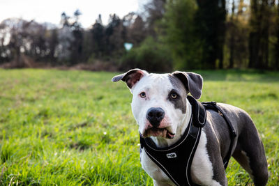 Portrait of dog on field