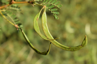 Pods of prickly mimosa, acacia farnesiana ,vachellia farnesiana,	prosopis juliflora,acacia oerfota