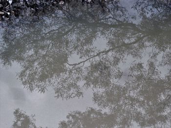 Low angle view of trees