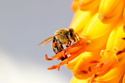 Bee on aloe flowers