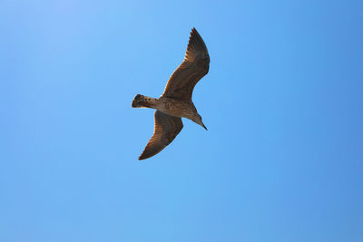 Low angle view of seagull flying in sky