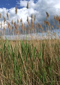 Scenic view of field against cloudy sky