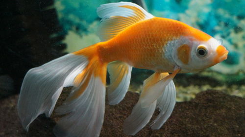 Close-up of fish swimming in sea