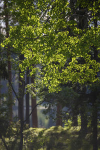 Trees in forest